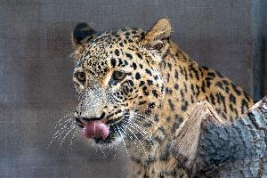 Eine Seniorenresidenz für Leopard Datis